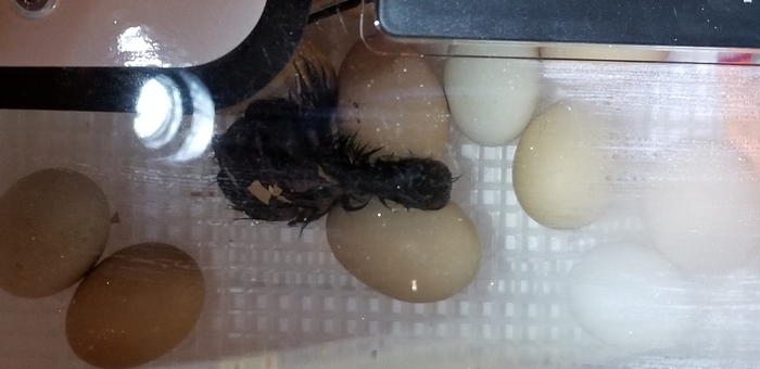 1st hatched baby relaxing on the other eggs. Can you spot the shell on its back still?