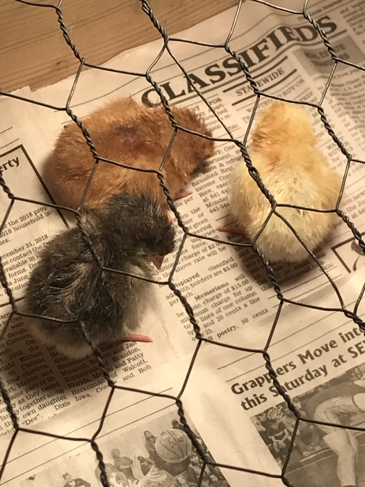 Three chicks hatched